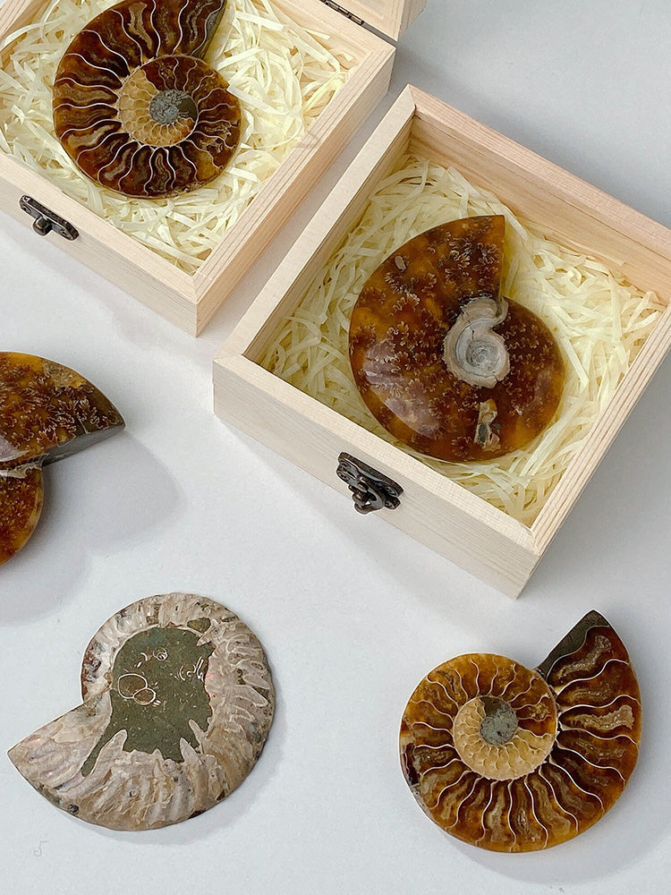 Warna bintik semulajadi siput paleontologi fosil spesimen ammonit hiasan pejabat mineral kreatif hiasan fesyen ringkas