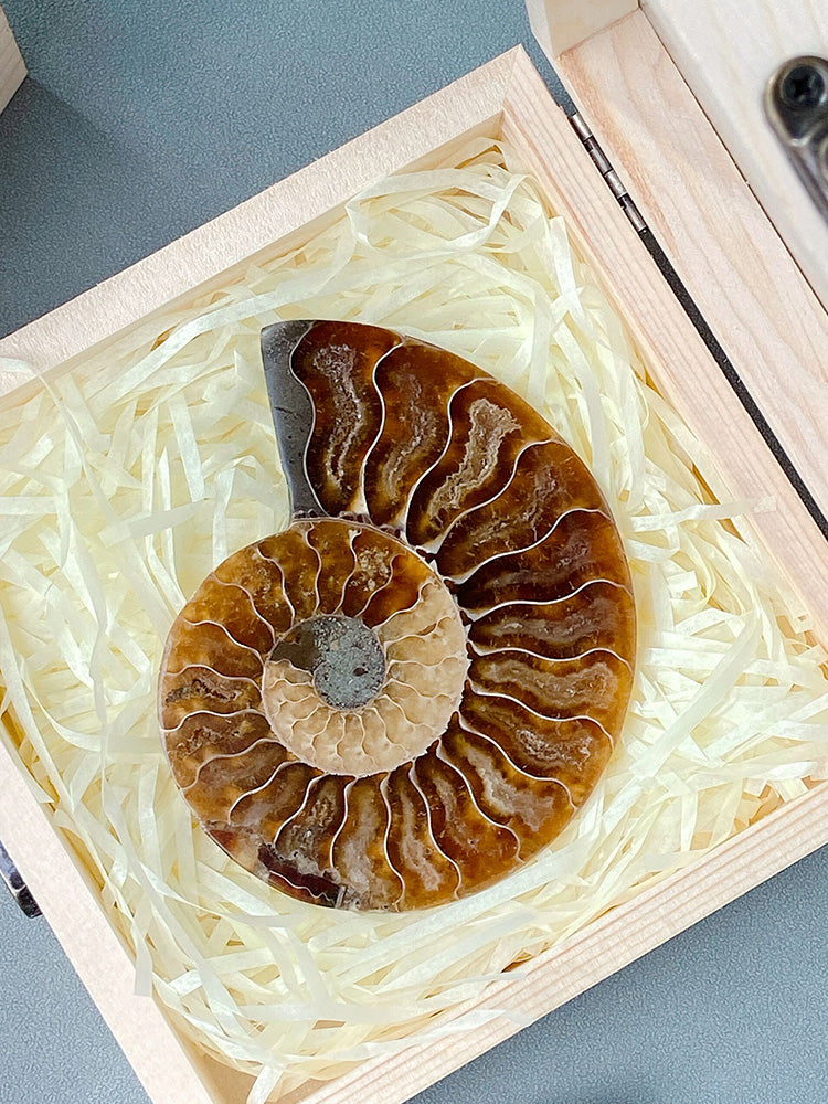 Warna bintik semulajadi siput paleontologi fosil spesimen ammonit hiasan pejabat mineral kreatif hiasan fesyen ringkas