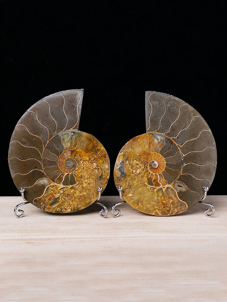Natural conch fossil slice paleontological fossil jadeized snail claw snail ammonite spot color snail popular science specimen ornament