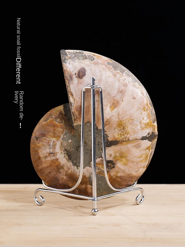 Natural conch fossil slice paleontological fossil jadeized snail claw snail ammonite spot color snail popular science specimen ornament