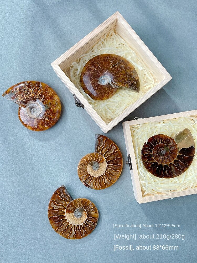 Warna bintik semulajadi siput paleontologi fosil spesimen ammonit hiasan pejabat mineral kreatif hiasan fesyen ringkas 