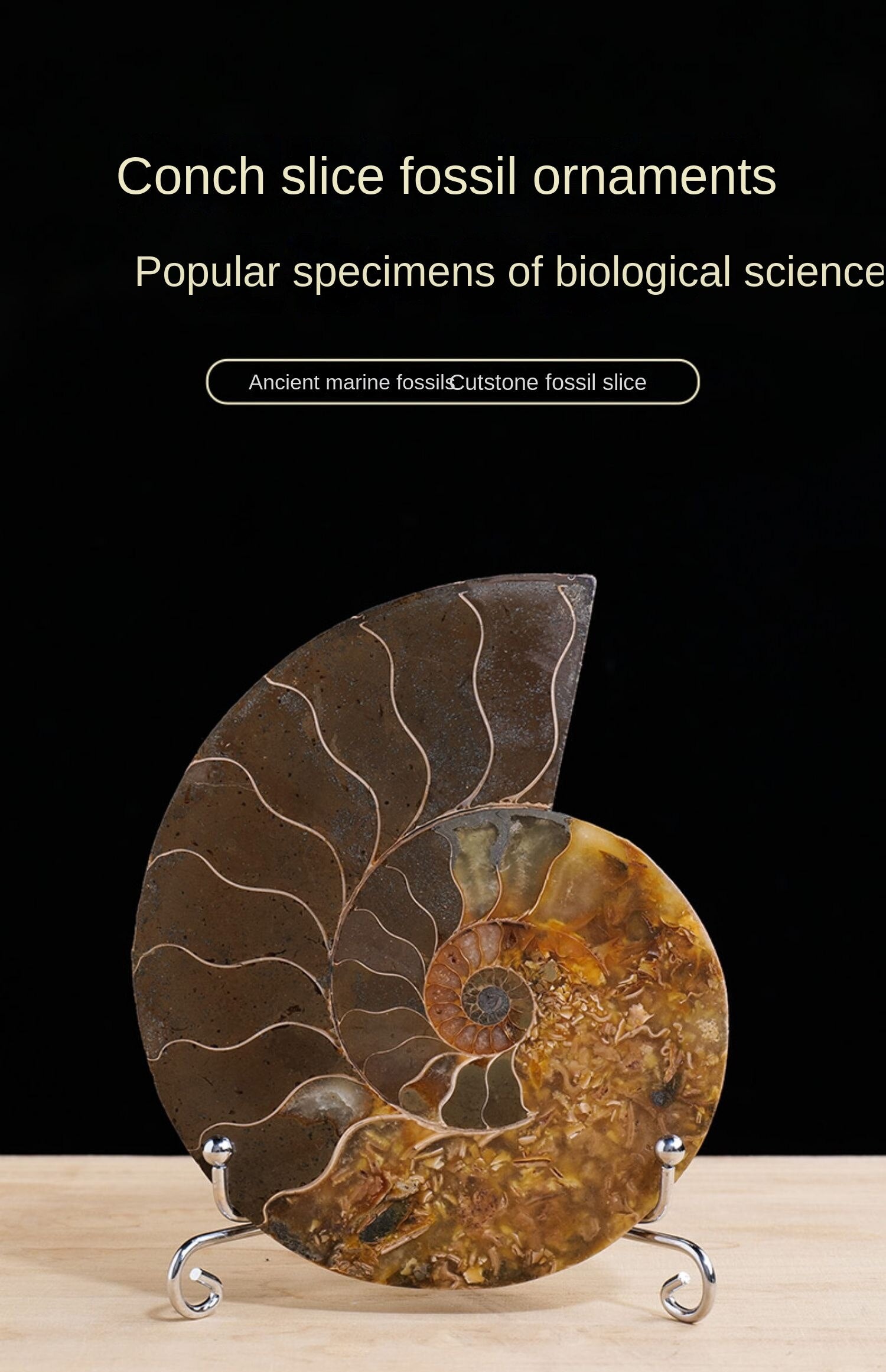 Natural conch fossil slice paleontological fossil jadeized snail claw snail ammonite spot color snail popular science specimen ornament