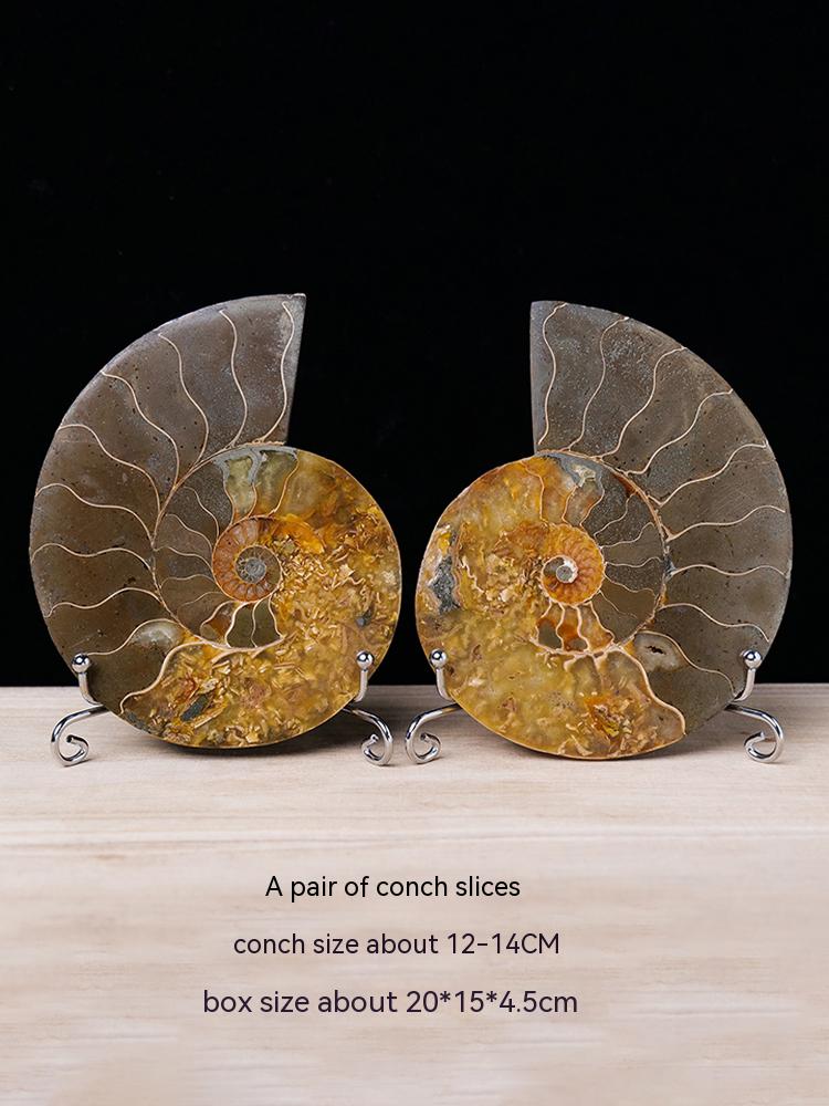 Natural conch fossil slice paleontological fossil jadeized snail claw snail ammonite spot color snail popular science specimen ornament